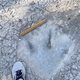 Image for article titled Dinosaur Tracks Uncovered in Texas